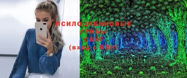 индика Ельня
