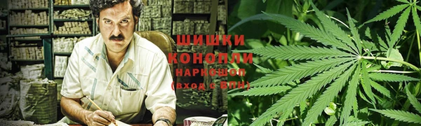 индика Ельня